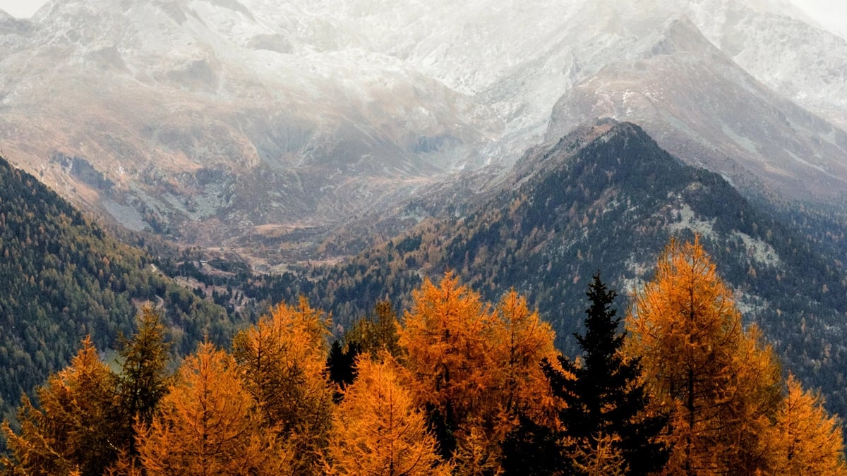 An autumnal forest with a mountain range in the background.